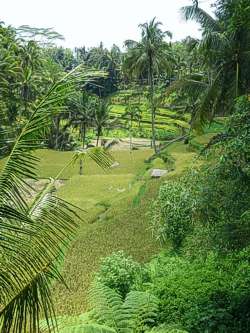 Rice terraces. Photo by Brenda Hinton, Bali, November 2013
