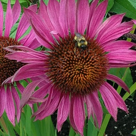 Flower and bee at Butchart Gardens, Vancouver Island, BC