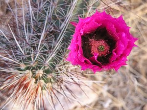 pink hedgehog cactus -- photo by Sienna M Potts